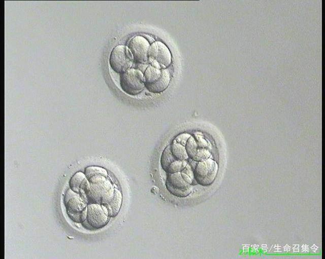 初生儿
