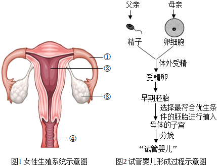 初生儿