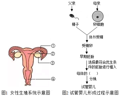 十月怀胎