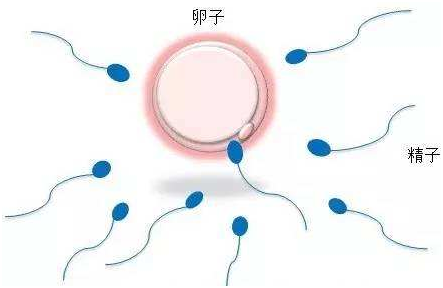怀孕检测