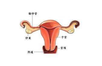 声乐基础实训报告