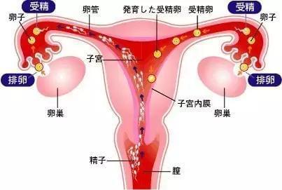 学声乐基础知识